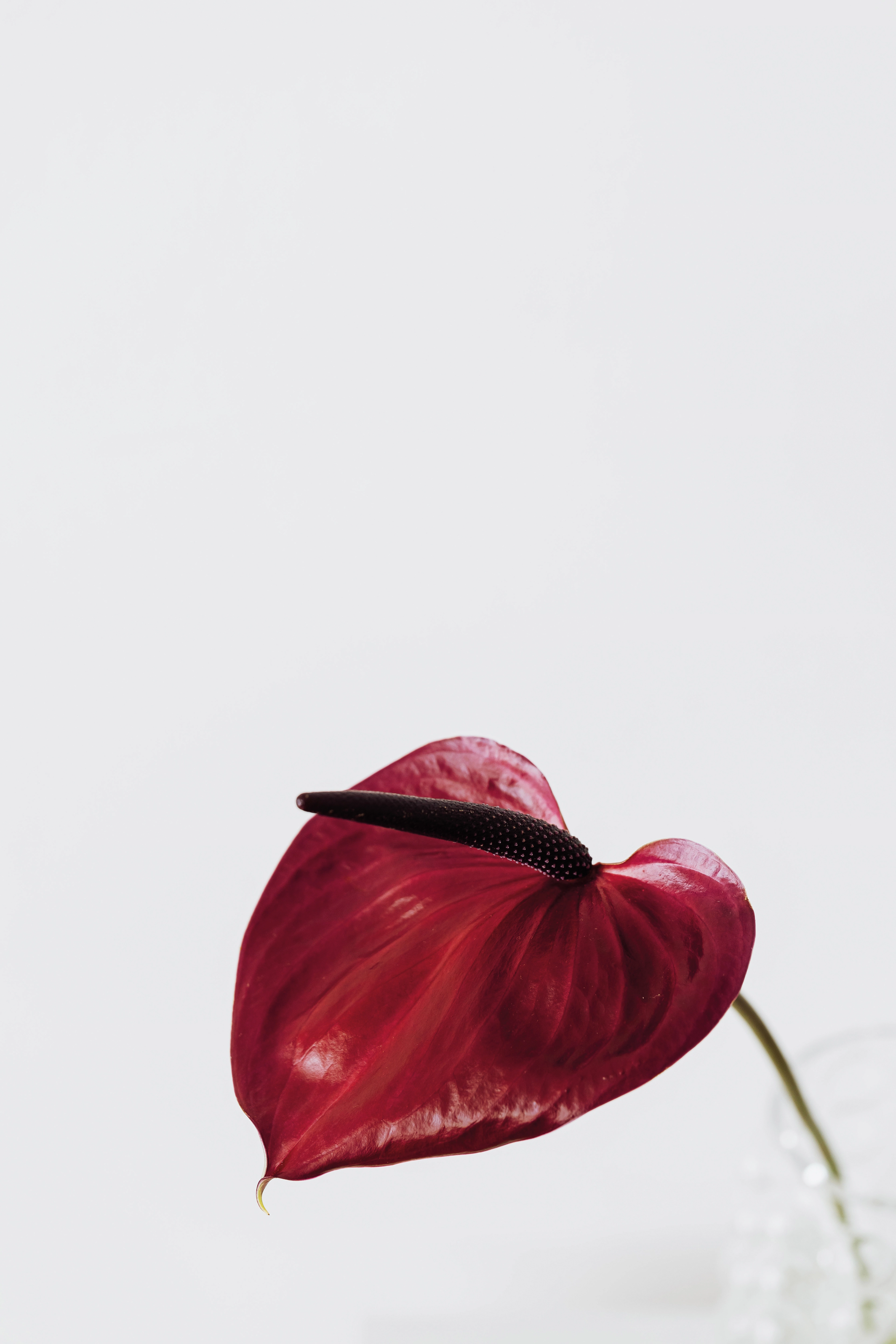 Kreslo TULIP - fotografia č. 6